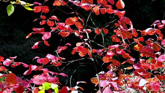 秋景枫叶红叶视频的预览图