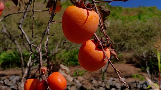 深秋的柿子视频的预览图