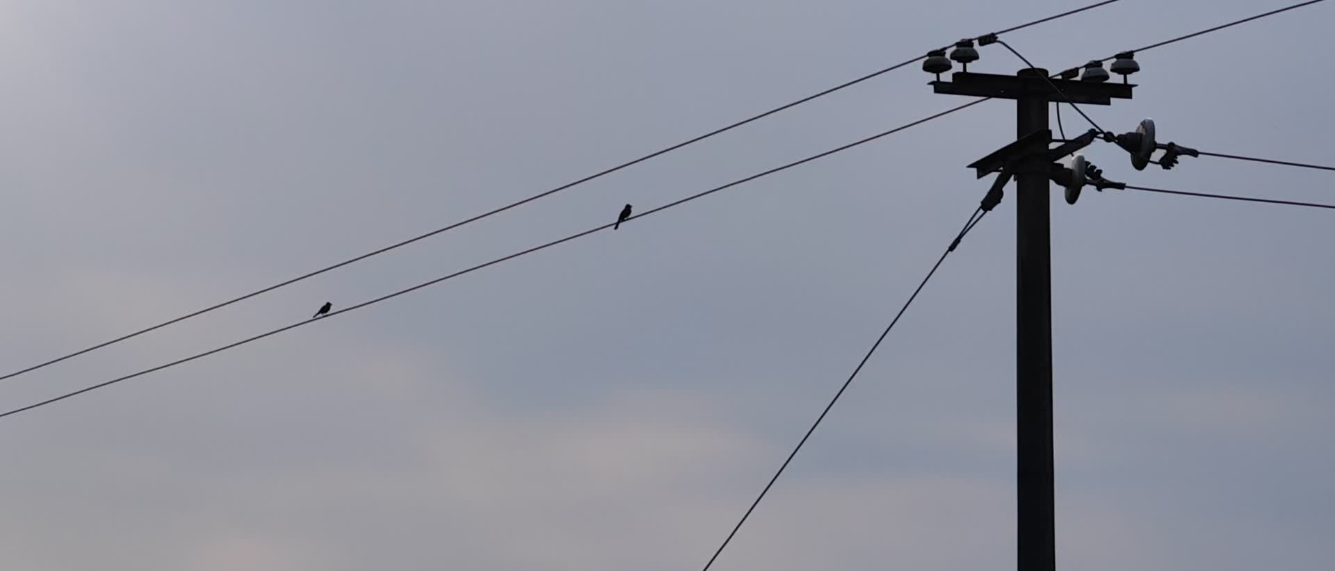 电线杆上的小鸟飞走了视频的预览图