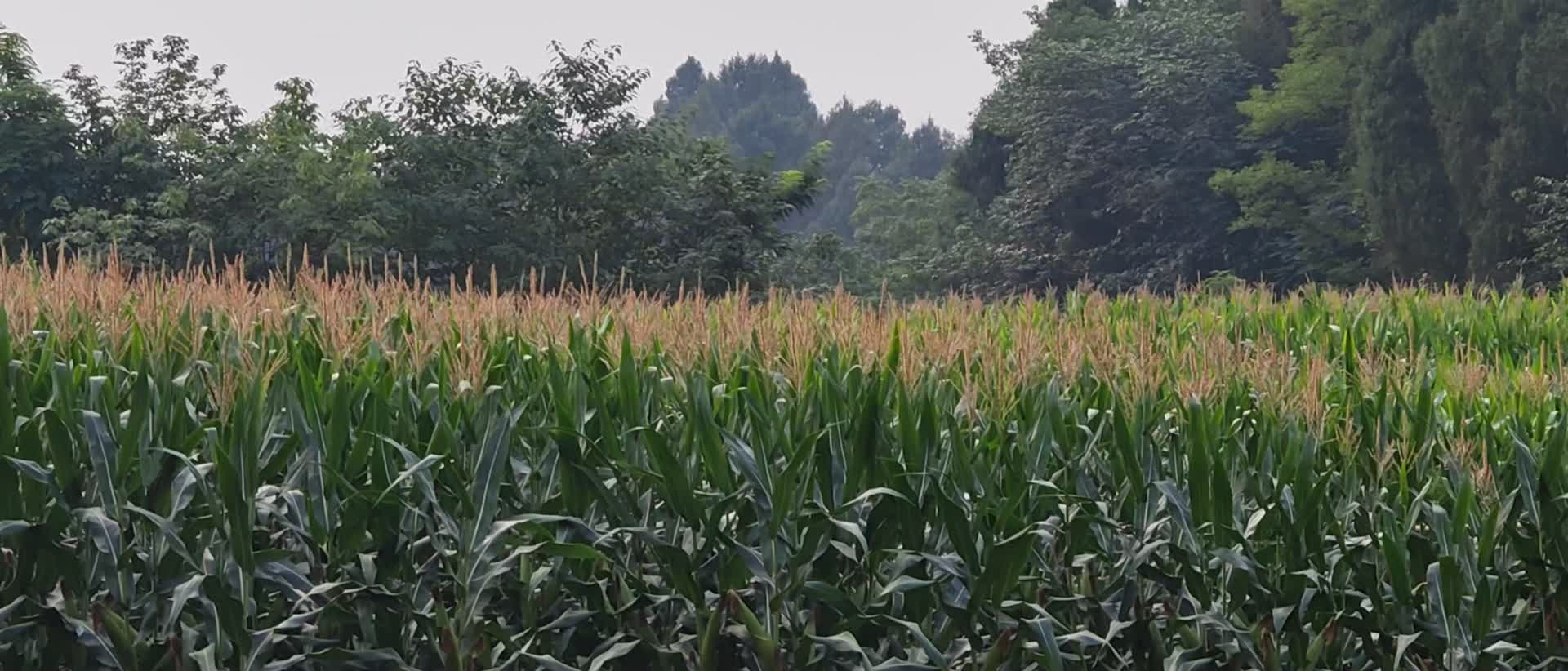农村乡村玉米地空镜头视频的预览图