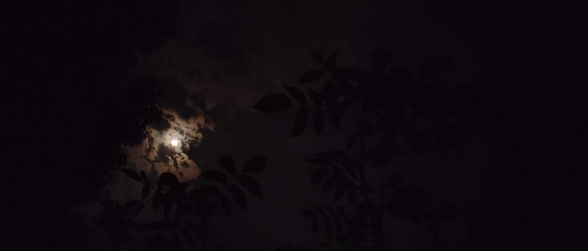 看夜空的月亮听夜晚蟋蟀的叫声视频的预览图