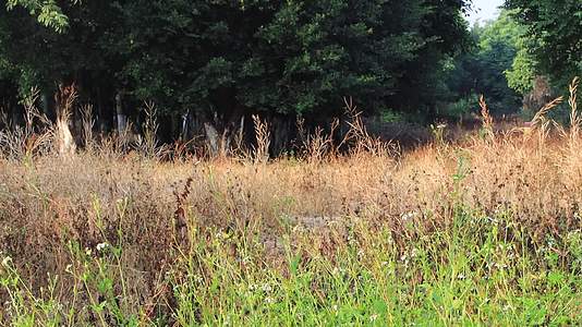 秋天朝阳下郊外树林和前景的枯黄野草视频的预览图
