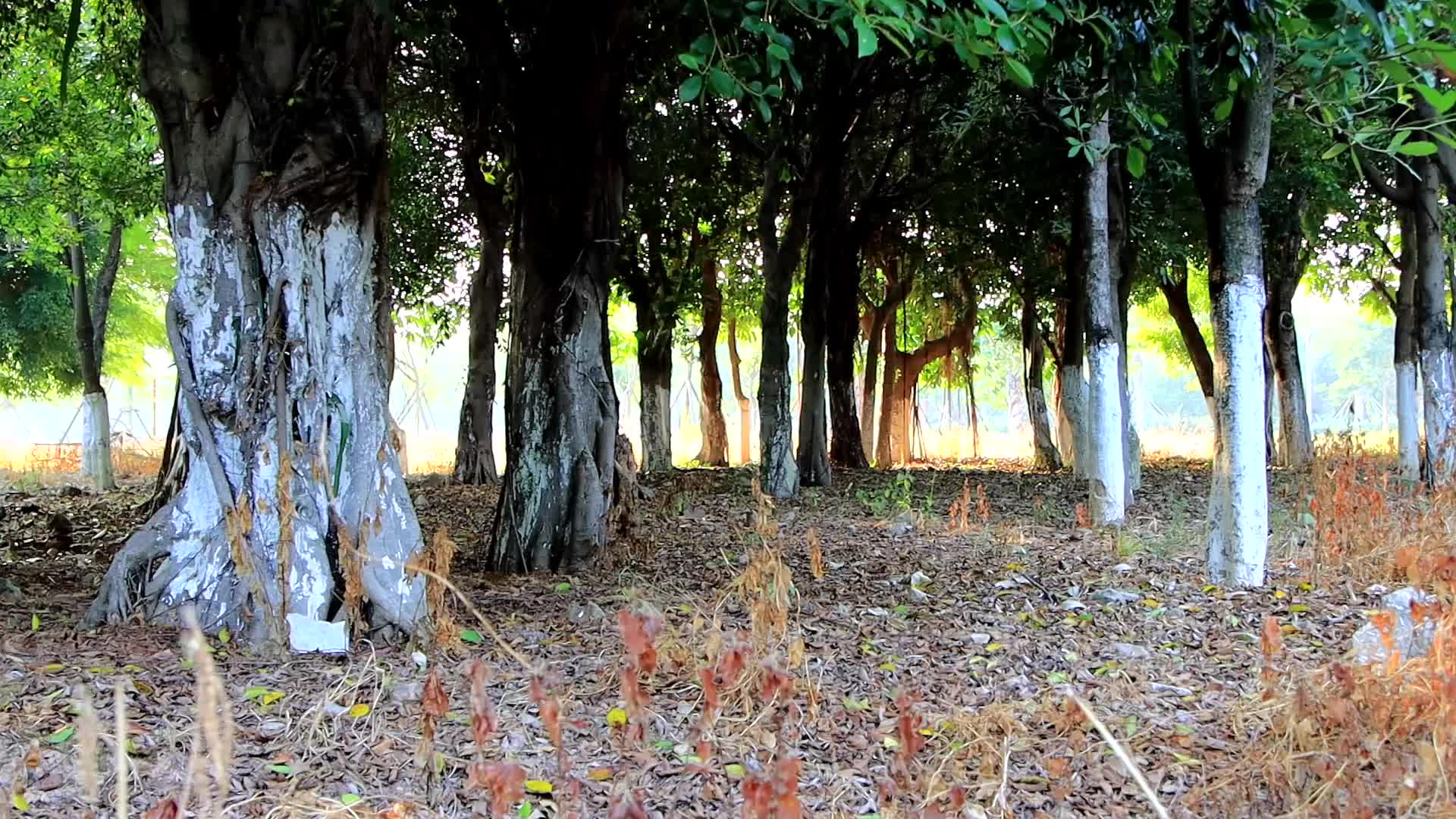 秋日朝阳下的郊外树林视频的预览图