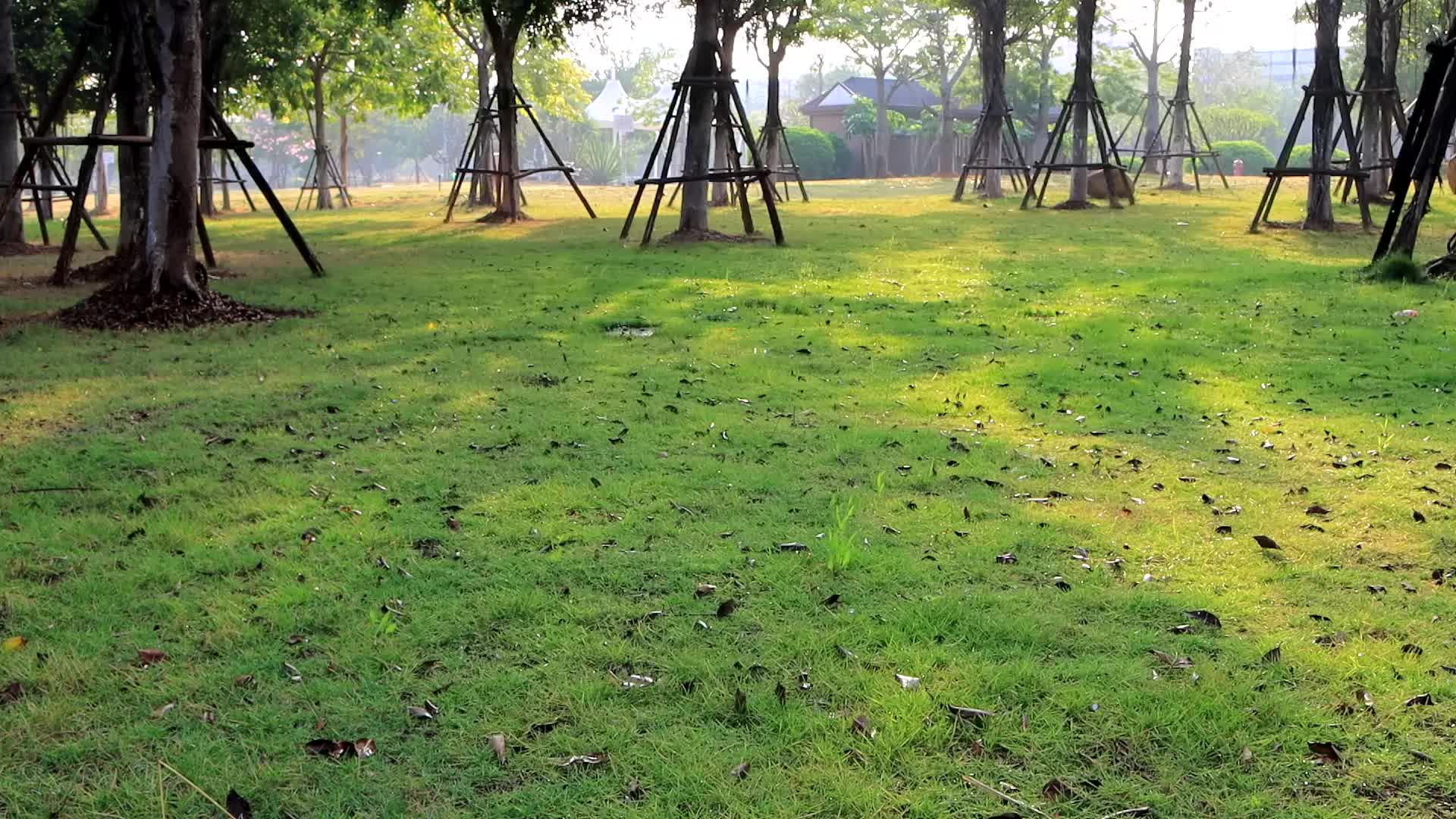 清晨阳光透过树梢洒在一大片绿色草地上视频的预览图
