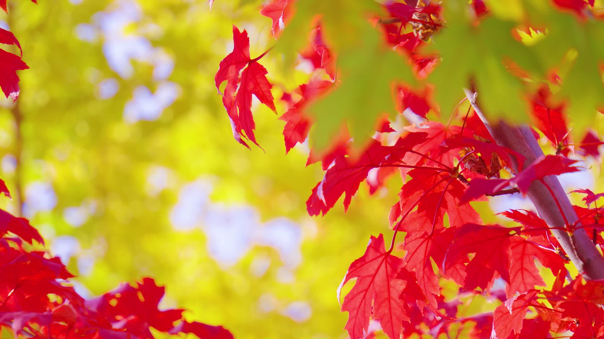 秋天秋天阳光秋天枫叶枫树秋天风景视频的预览图