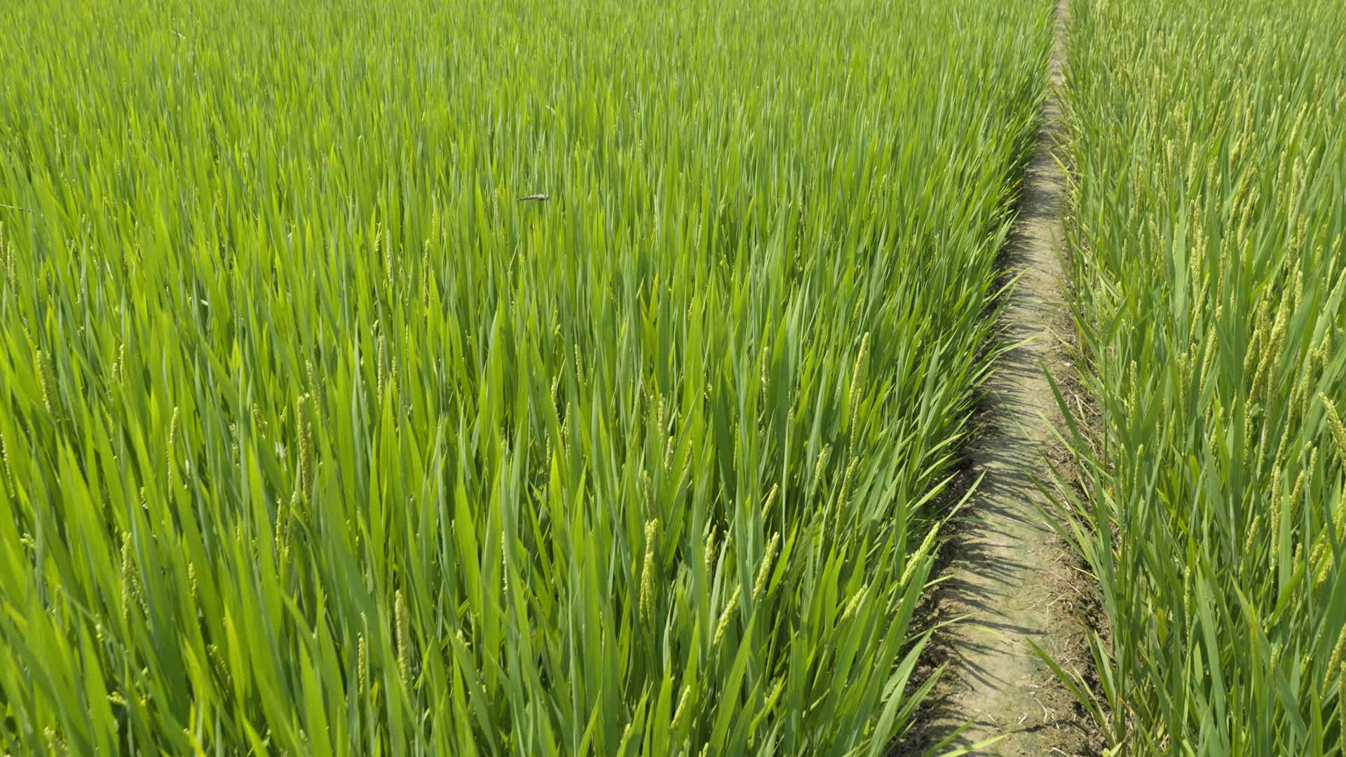 农村水稻田野粮食庄稼五常大米视频的预览图