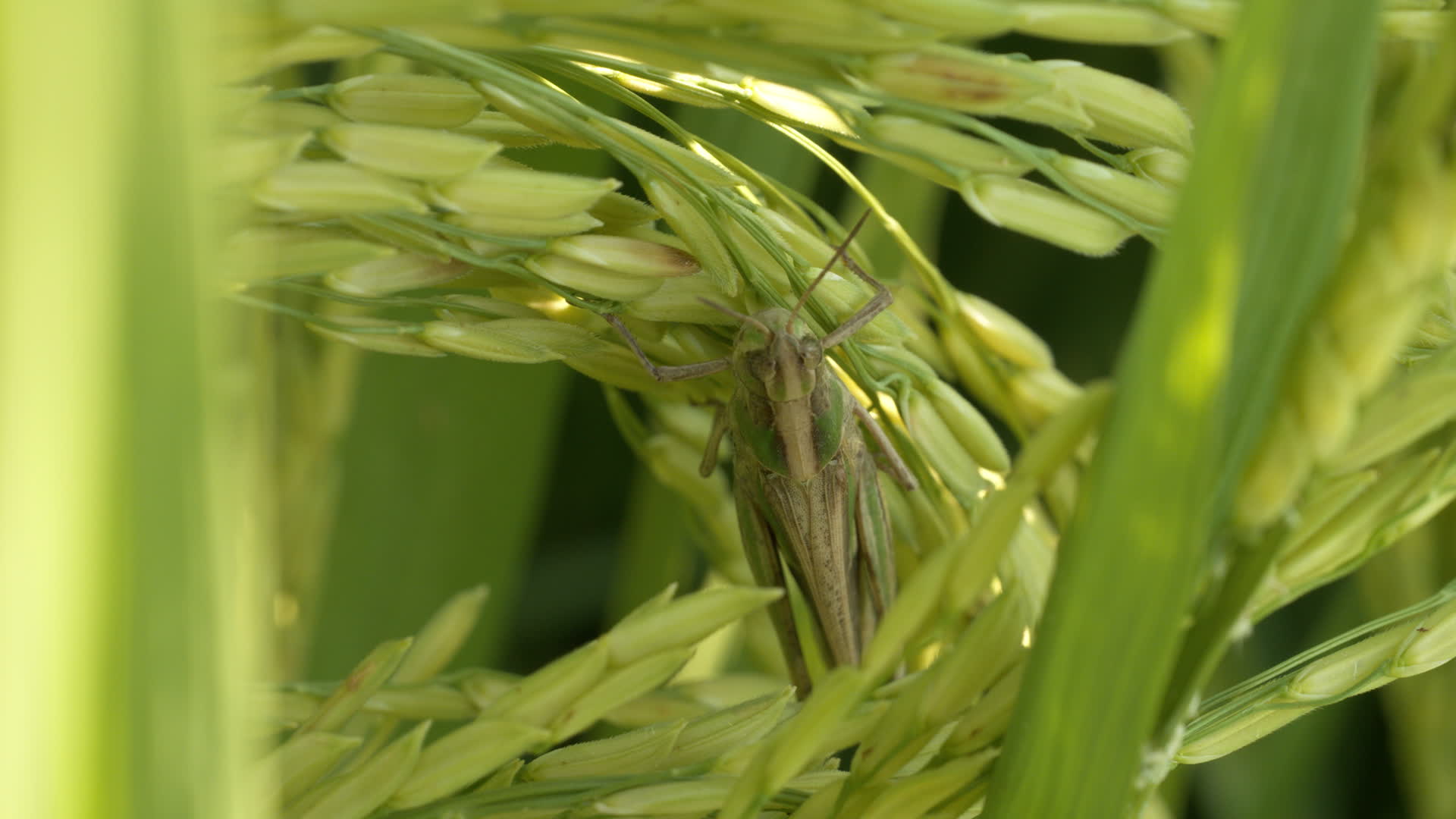 农村水稻田野粮食庄稼五常大米视频的预览图