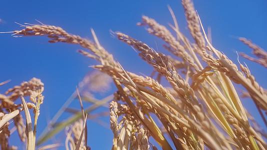 水稻农业稻田丰收粮食农场稻穗视频的预览图