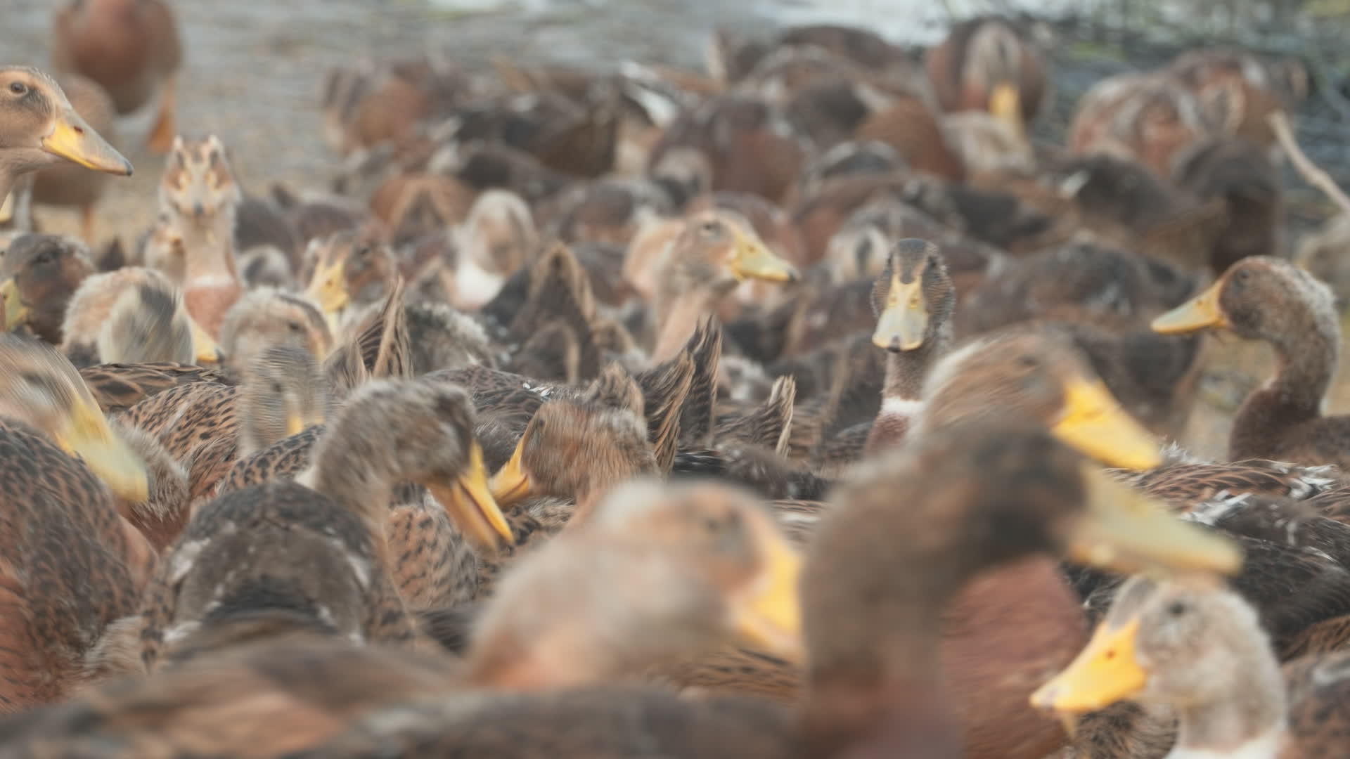 农村乡村散养放养天然喂养殖土鸭老鸭柴鸭麻鸭子视频的预览图