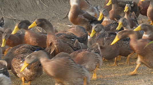 农村乡村散养放养天然喂养殖土鸭老鸭柴鸭麻鸭子视频的预览图