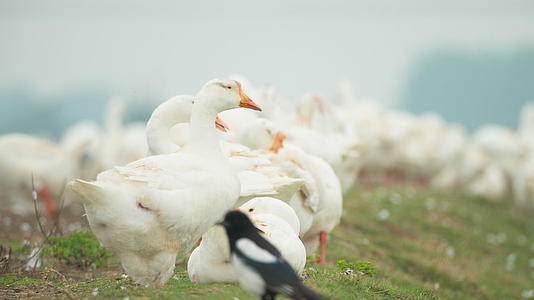 农村乡村散养放养天然喂养大白鹅土鹅老鹅视频的预览图