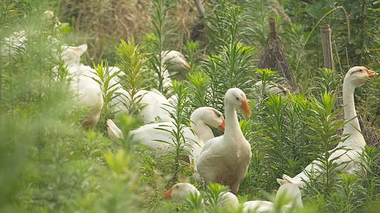 农村乡村散养放养天然喂养大白鹅土鹅老鹅视频的预览图