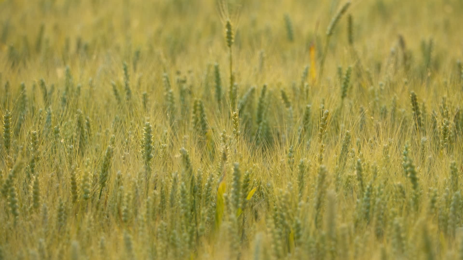 农村小麦田野麦穗麦芒视频的预览图