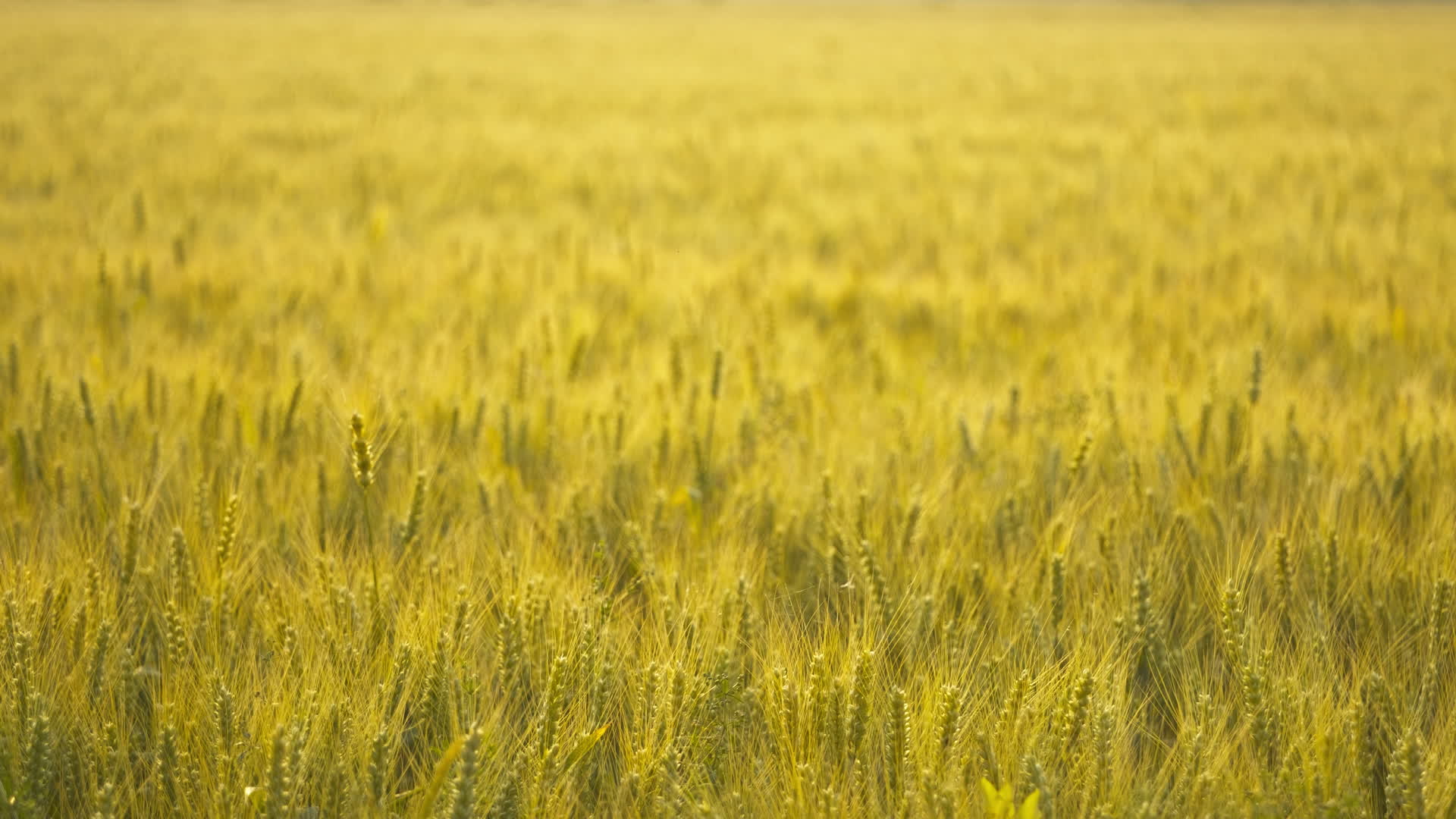 农村小麦田野麦穗麦芒视频的预览图