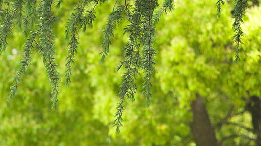 春天大自然各种绿色植物视频的预览图