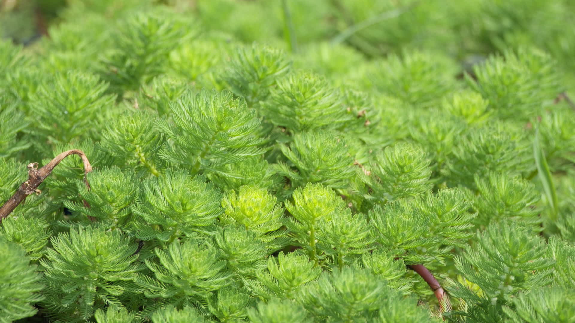 春天大自然各种绿色植物视频的预览图
