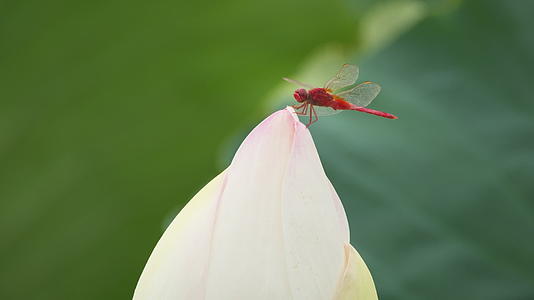 夏天荷花荷叶莲蓬蜻蜓视频的预览图