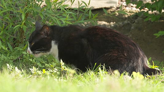 春天公园里的小猫咪流浪猫视频的预览图