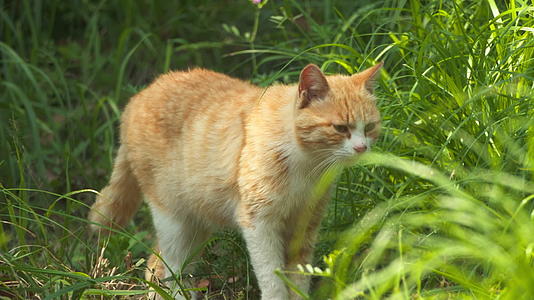 春天公园里的小猫咪流浪猫视频的预览图