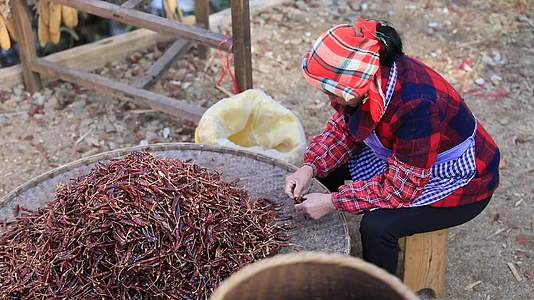篁岭晒秋农人在打谷场用大簸箕分拣红辣椒视频的预览图
