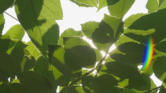 植物树木树叶阳光逆光星芒刺眼视频的预览图