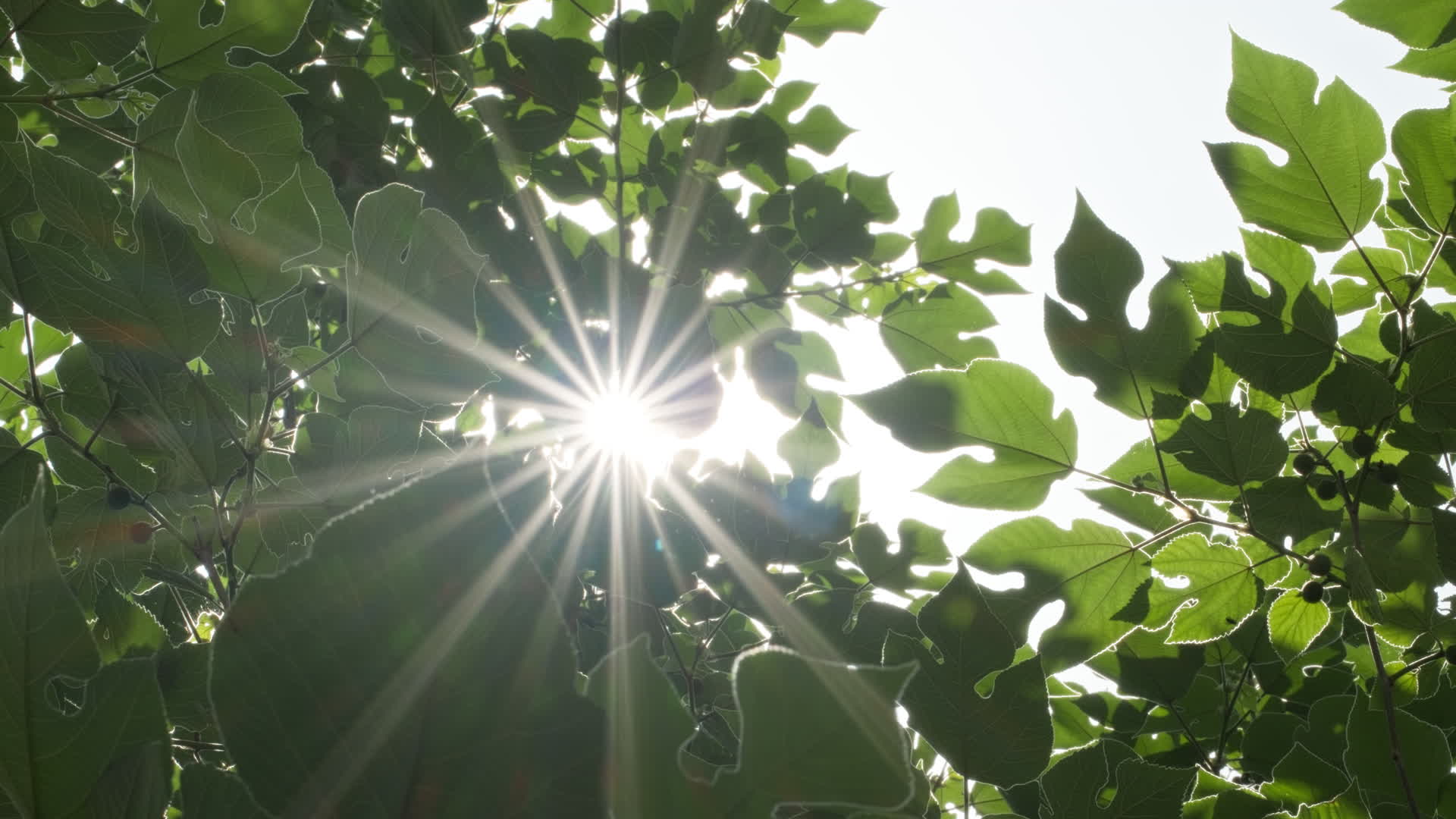 植物树木树叶阳光逆光星芒刺眼视频的预览图