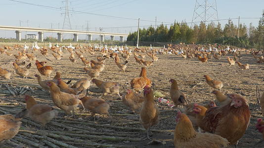 农村乡村散养放养天然喂养土鸡柴鸡视频的预览图