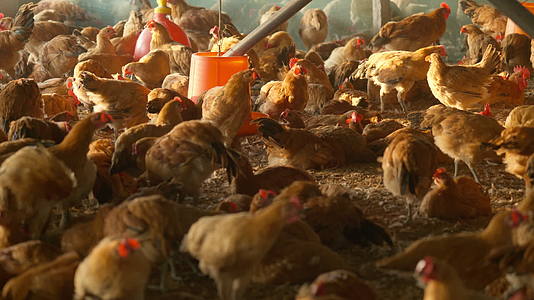 农村乡村散养放养天然喂养土鸡柴鸡视频的预览图
