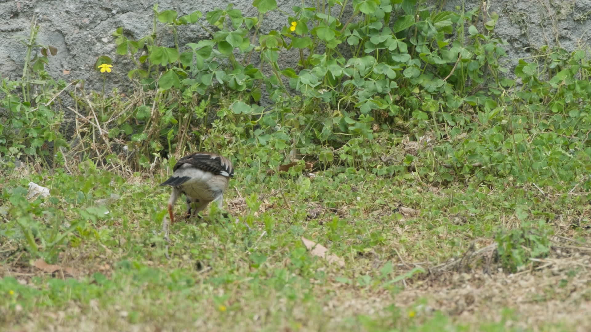 大自然野生小鸟类视频的预览图