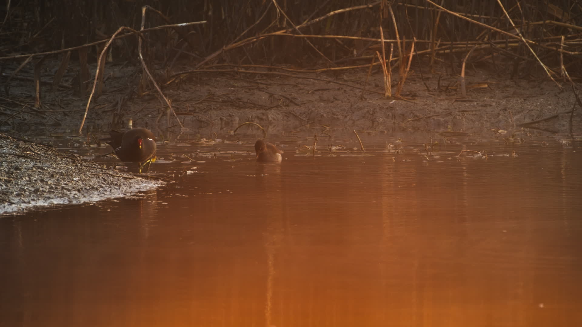 大自然野生黑水鸡秧鸡视频的预览图