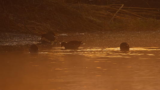 大自然野生黑水鸡秧鸡视频的预览图