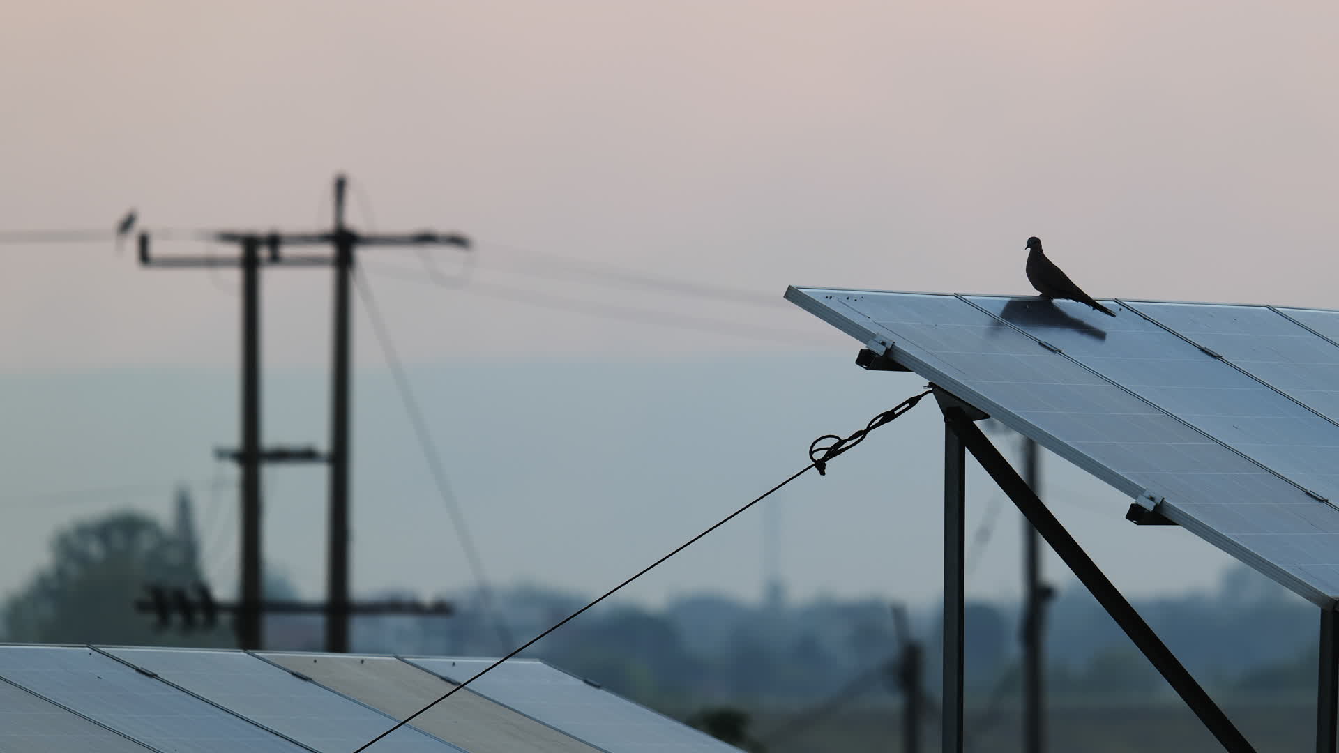 大自然野生珠颈斑鸠山斑鸠视频的预览图