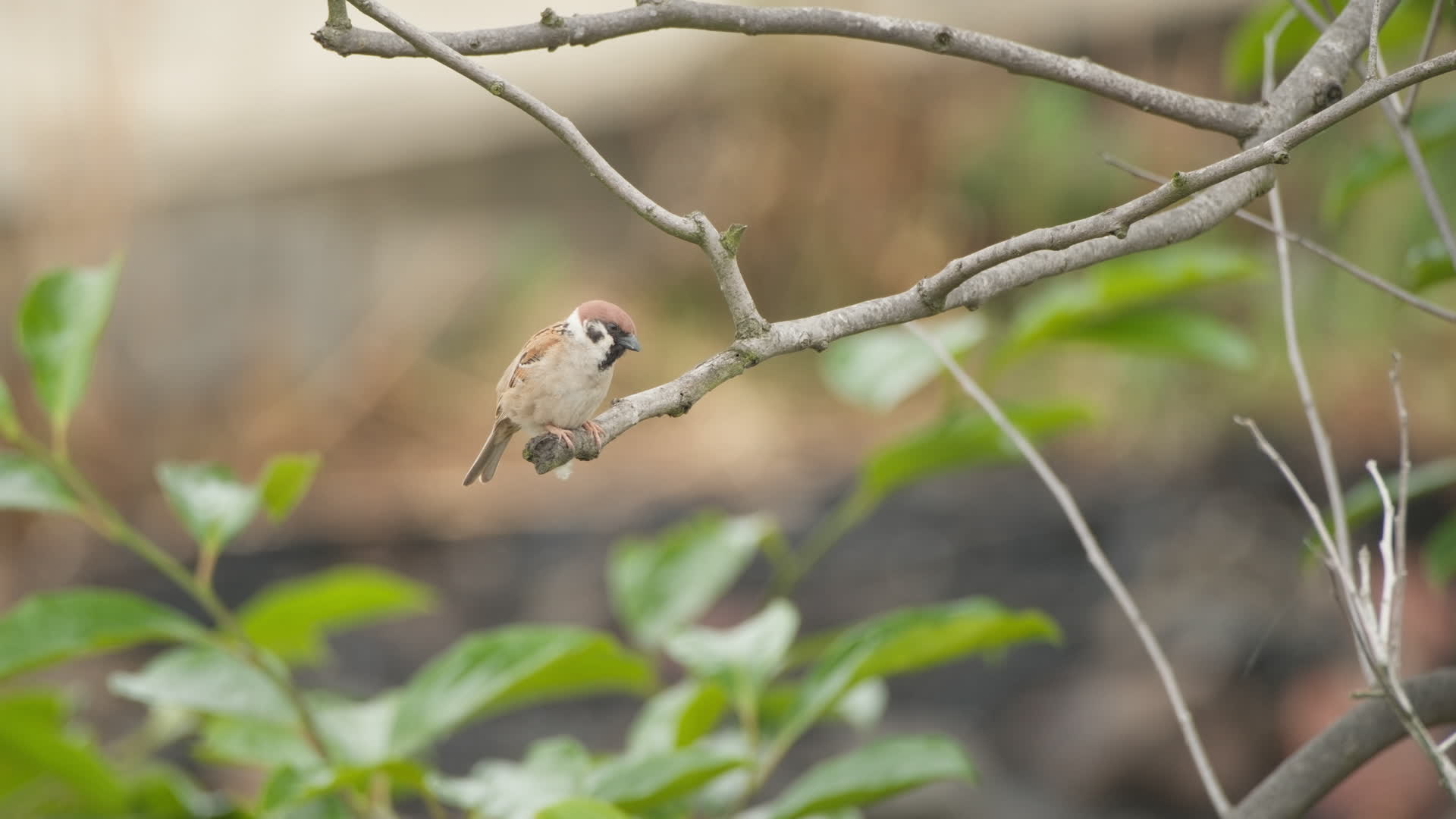 大自然野生麻雀小鸟类视频的预览图