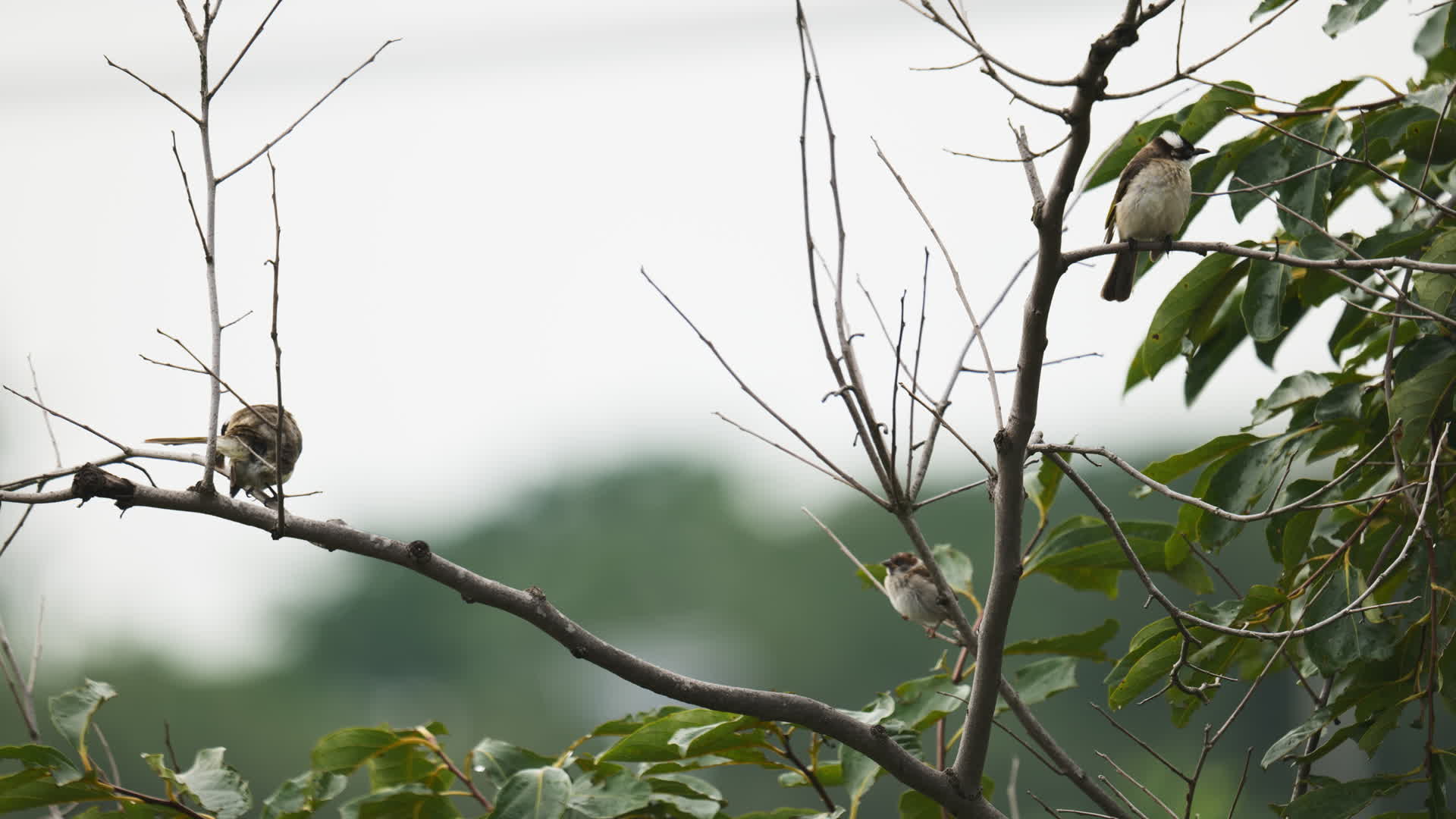 大自然野生麻雀小鸟类视频的预览图