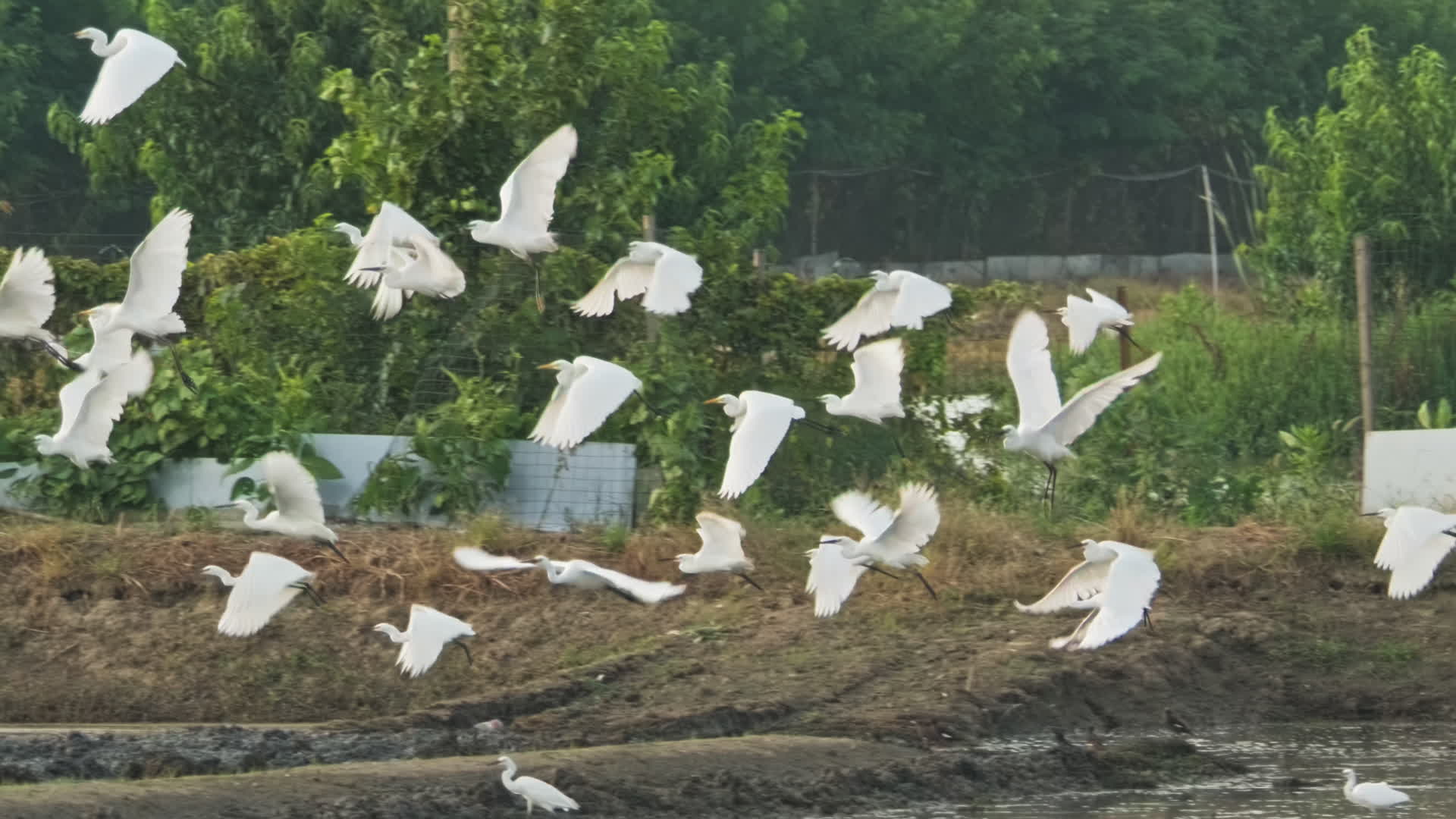 大自然野生白鹭鸟类视频的预览图