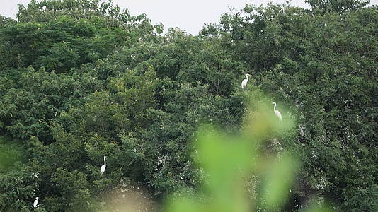 大自然野生白鹭鸟类视频的预览图