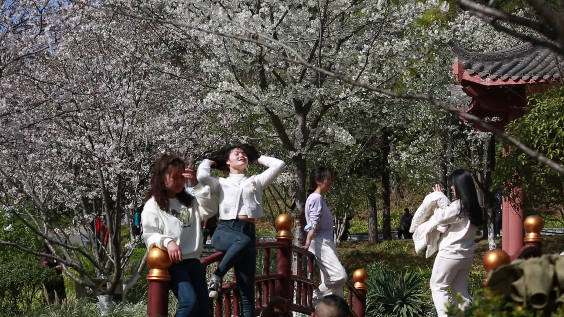 樱花步道人群视频的预览图