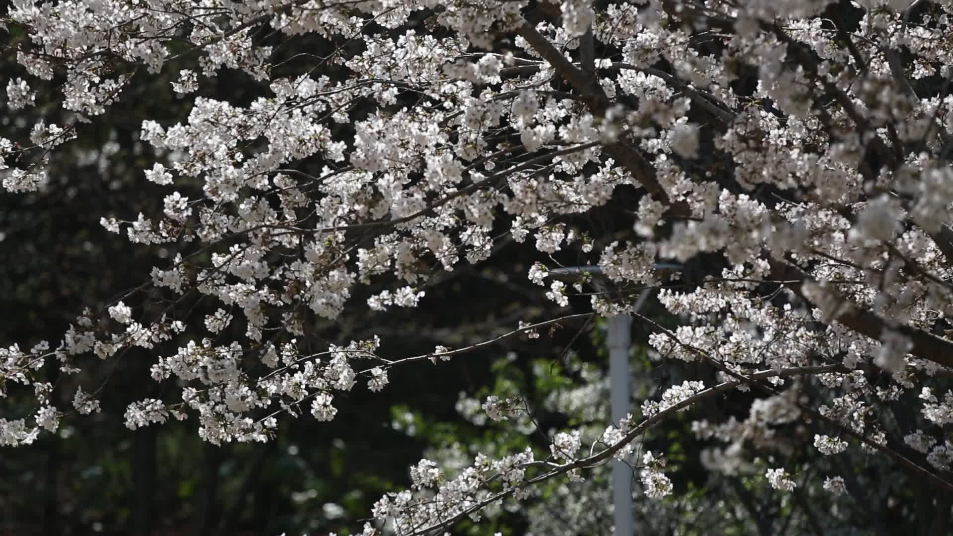 樱花树5视频的预览图
