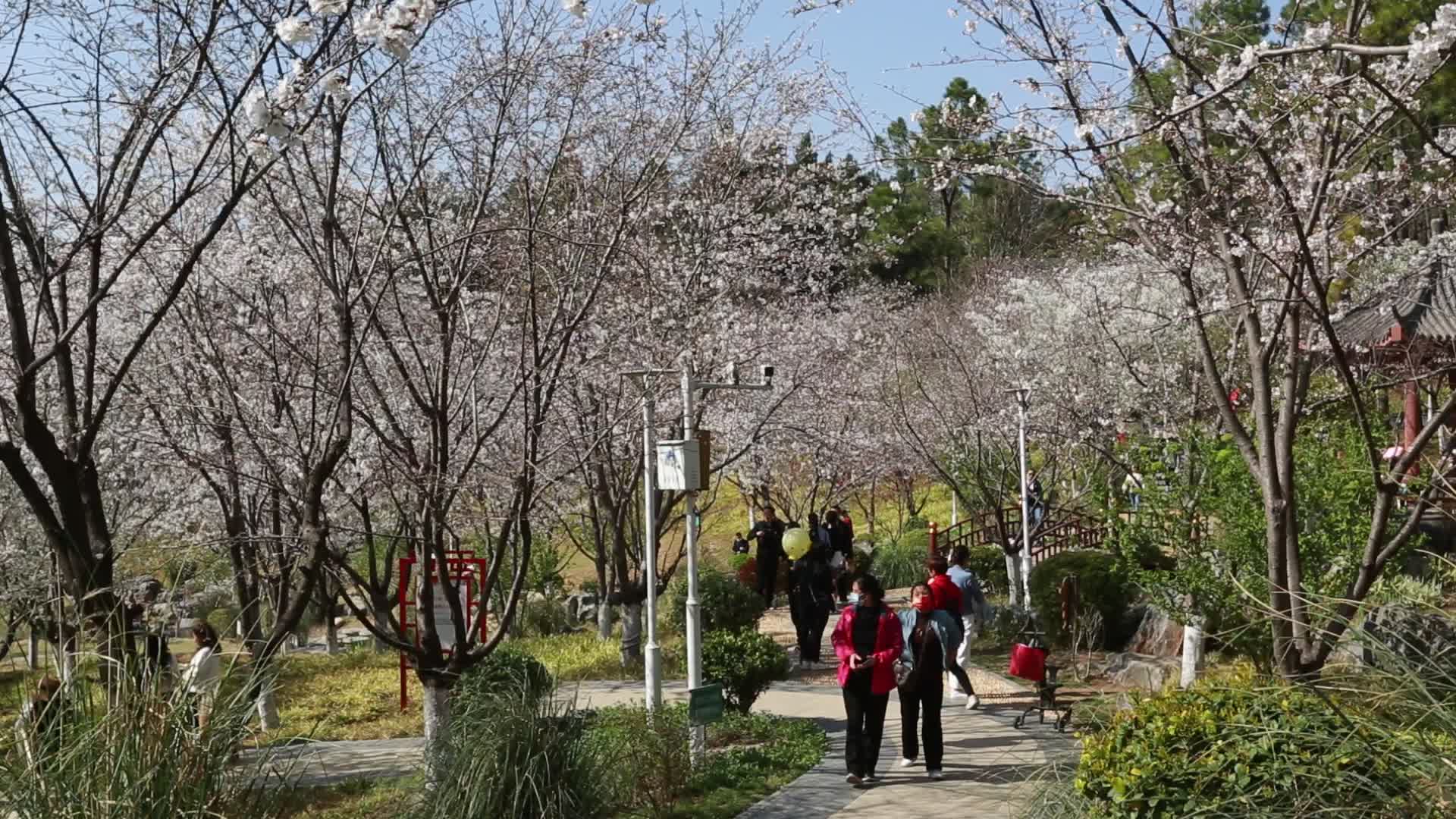 樱花树樱花谷视频的预览图