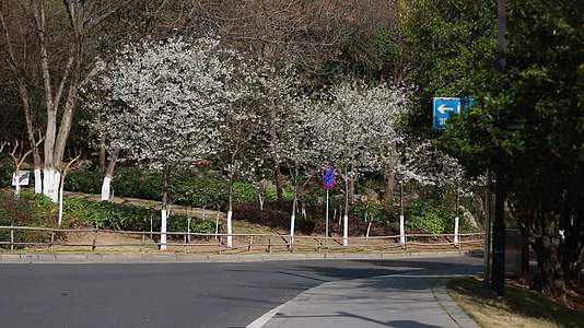 樱花谷步道视频的预览图