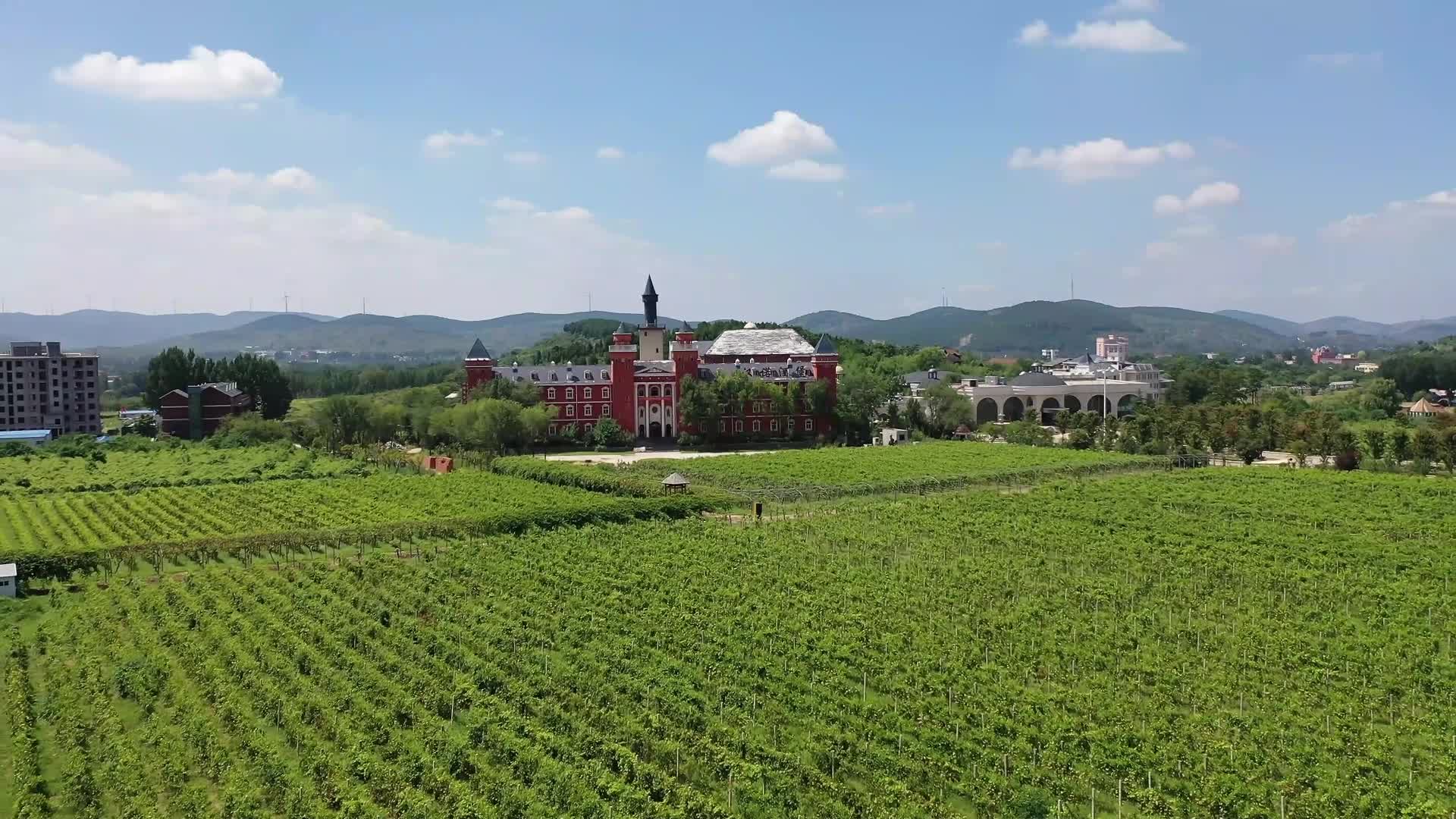 汉诺庄园生态葡萄种植基地视频的预览图