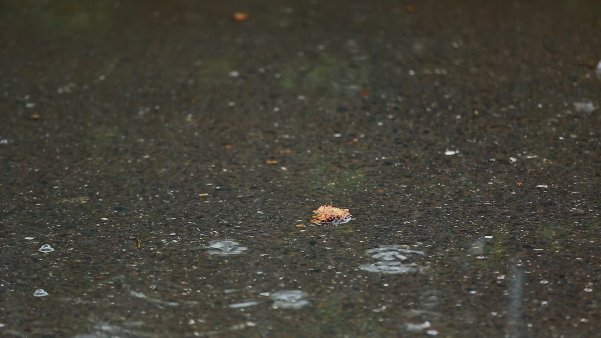 雨中景物视频的预览图