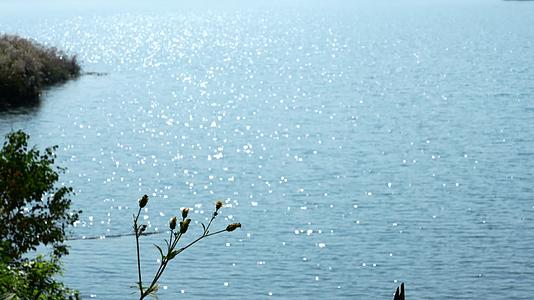 812水面波光粼粼阳光下花草美丽风景视频的预览图