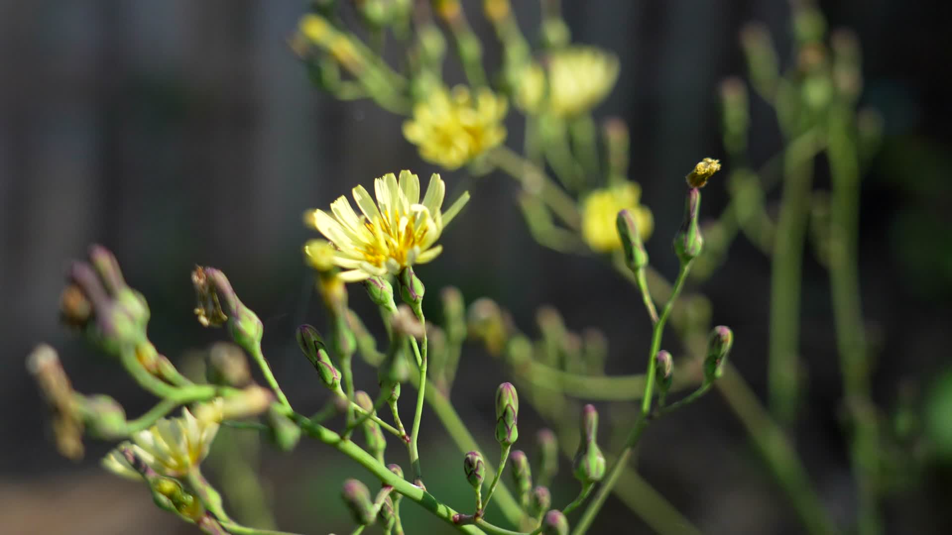 合集大自然阳光下的黄色小花朵视频的预览图
