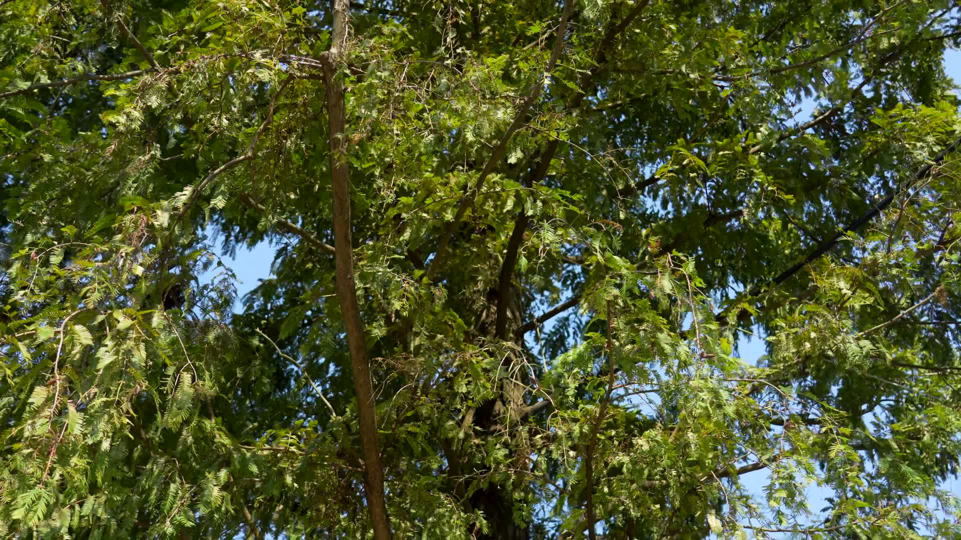 831高大的水杉树树叶茂盛绿色视频的预览图