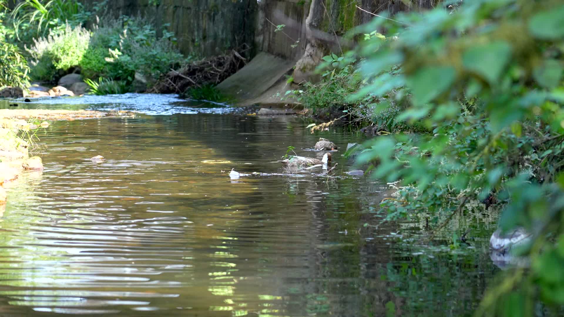 841小溪里自由自在的鸭子在游泳划水视频的预览图