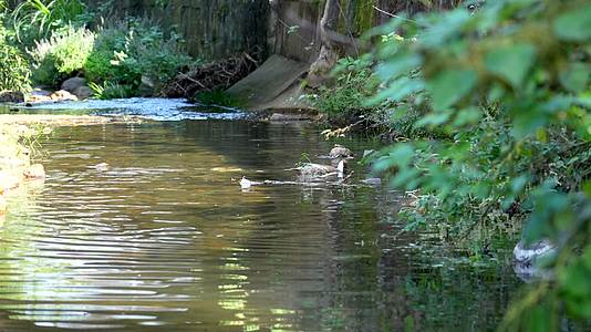 841小溪里自由自在的鸭子在游泳划水视频的预览图