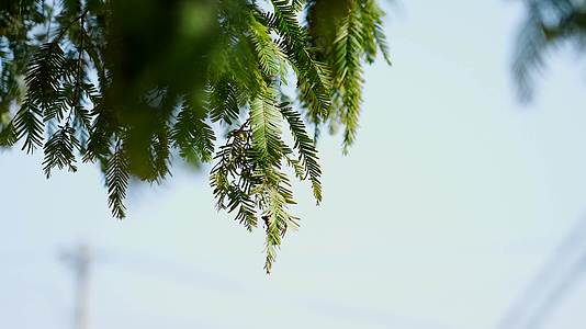 836水杉树树叶阳光下大自然风吹摇动视频的预览图