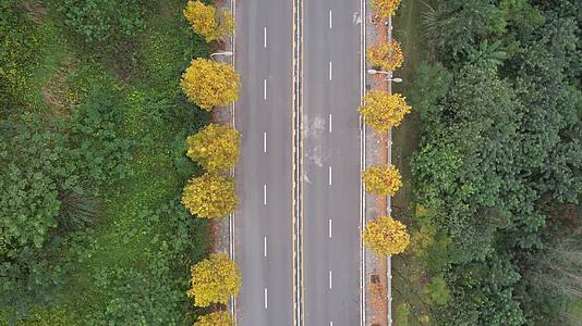 4k秋天的公路mp4视频的预览图