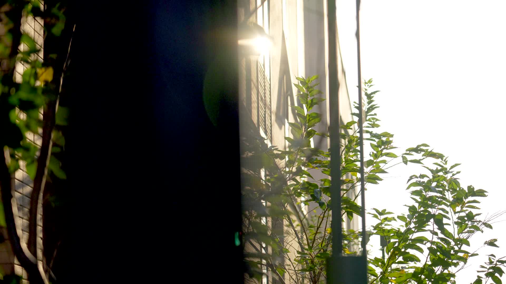 936黄昏逆光下的房屋建筑植物视频的预览图